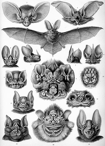 File:Haeckel Chiroptera.jpg