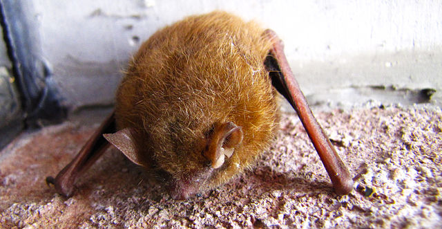 File:A sleepy bat..jpg