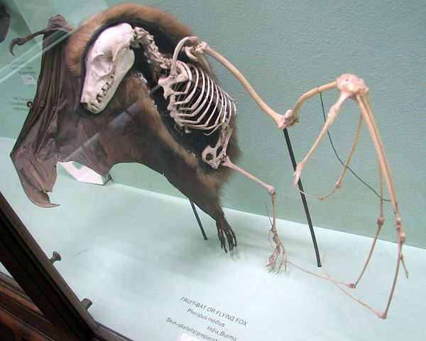 File:Horniman fruit bat skin skeleton.jpg