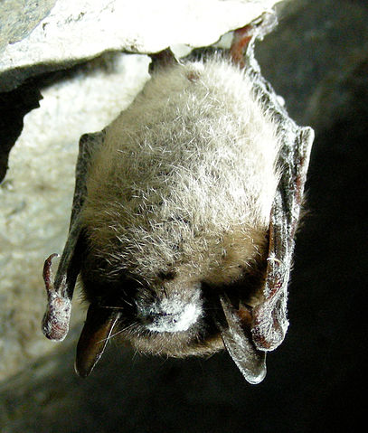 File:Little Brown Bat with White Nose Syndrome (Greeley Mine, cropped).jpg