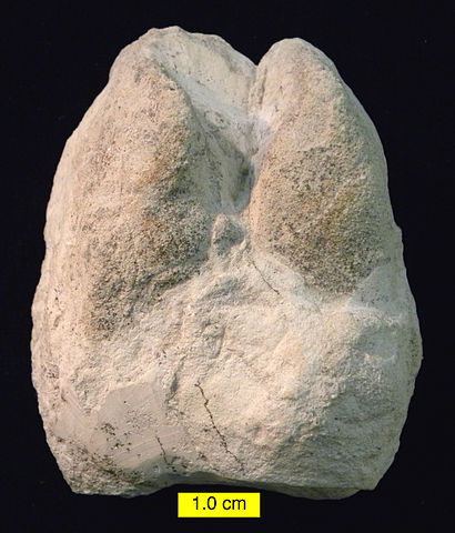 File:CamelFootprintBarstowMiocene.jpg