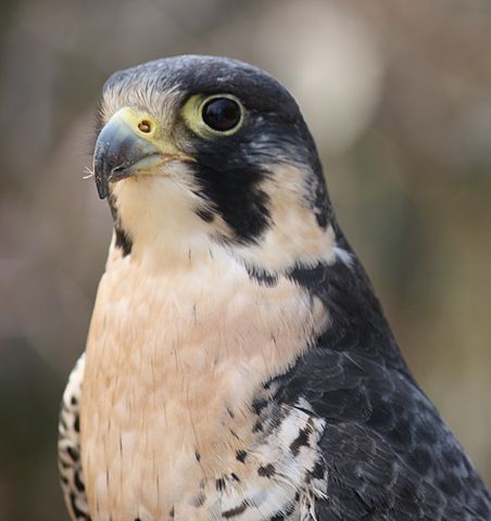 File:Peregrine Falcon 12.jpg