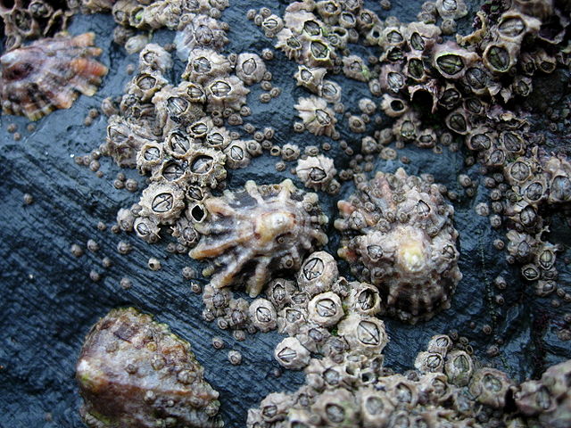File:CornishBarnacles.JPG