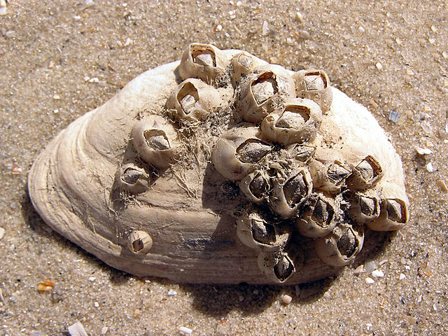 File:Balanus improvisus on Mya arenaria shell.jpg