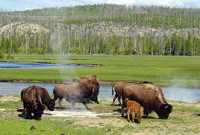 File:Bison near a hot spring in Yellowstone.JPG