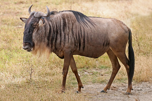 File:Blue Wildebeest, Ngorongoro.jpg