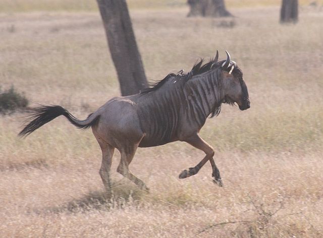 File:Blue Wildebeest Mikumi clipped,jpg.jpg