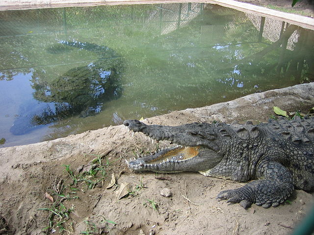 File:Crocodile farm in Mexico.JPG