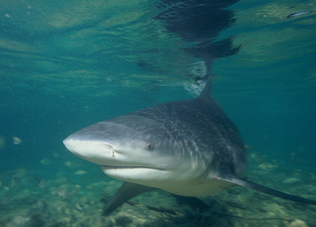 File:Bullshark.JPG