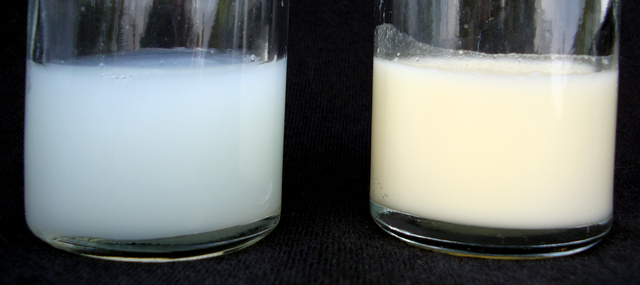 File:Human Breastmilk - Foremilk and Hindmilk.png