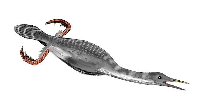 File:Hesperornis BW.jpg
