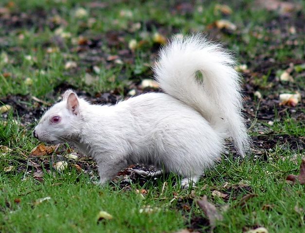 File:AlbinoGraySquirrel.jpg