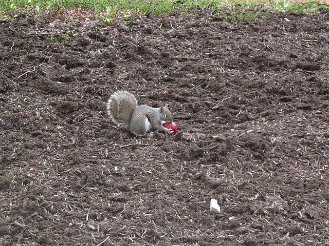 File:Sciurus carolinensis with apple.JPG