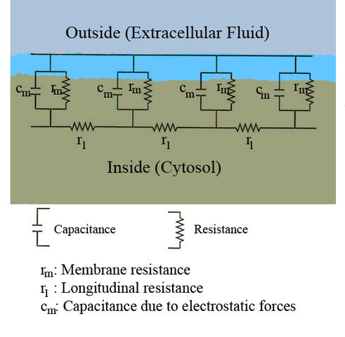 File:NeuronResistanceCapacitanceRev.jpg