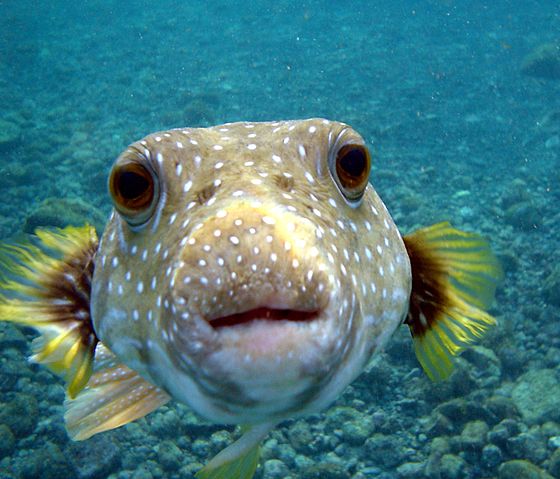 File:Puffer Fish DSC01257.JPG