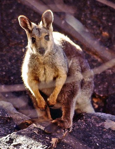 File:Black-footed Rock-wallaby(small).jpg