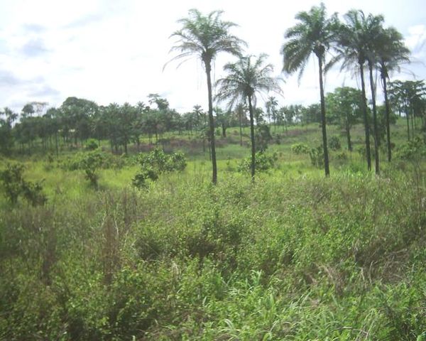 File:Bas-congo.JPG