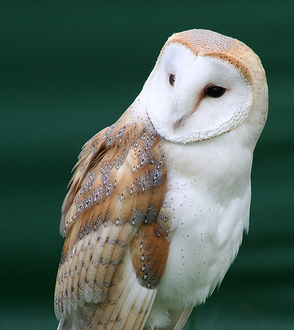 File:Tyto alba close up.jpg