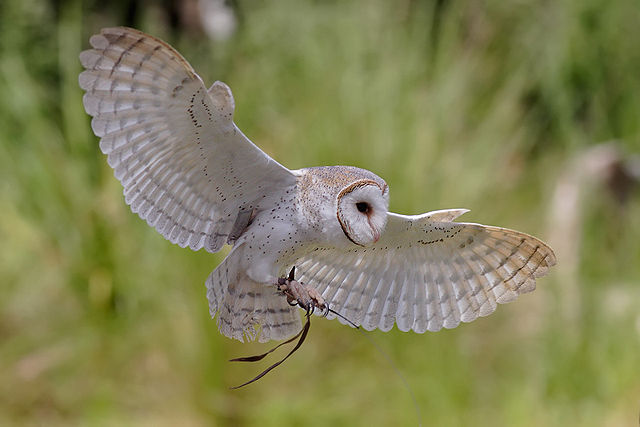 File:Australian barn owl.jpg