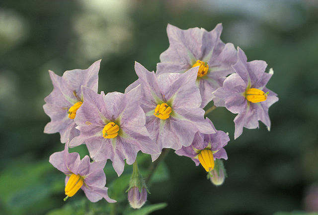 File:Potato flowers.jpg