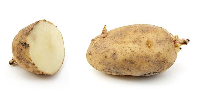 File:Russet potato cultivar with sprouts.jpg
