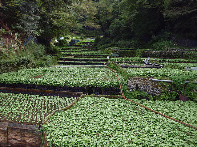 File:Izu city, Ikadaba, Wasabi fields 20111002 C.jpg