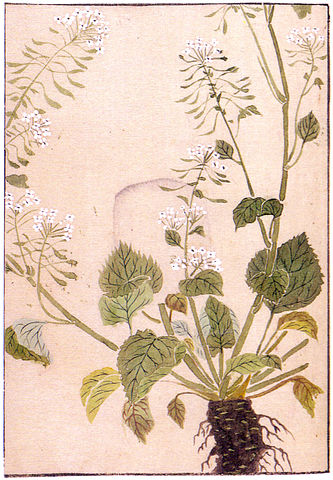 File:Wasabi, Iwasaki Kanen 1828.jpg