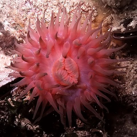 File:Black sea fauna actinia 01.jpg