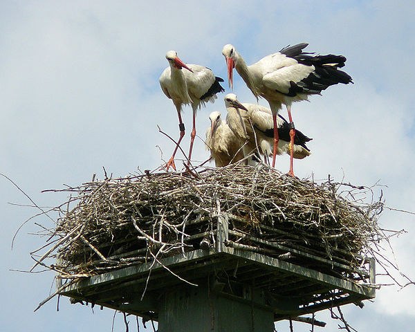 File:WhiteStorkFamily.jpg