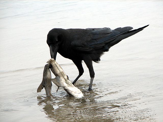 File:Raven scavenging on a dead shark.jpg