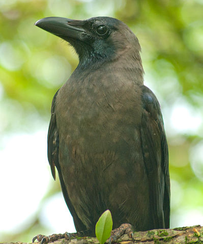 File:Indian Crow.jpg