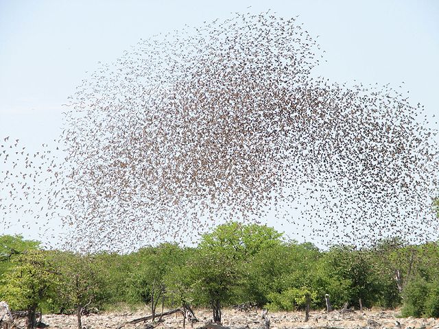 File:Red-billed quelea flocking at waterhole.jpg