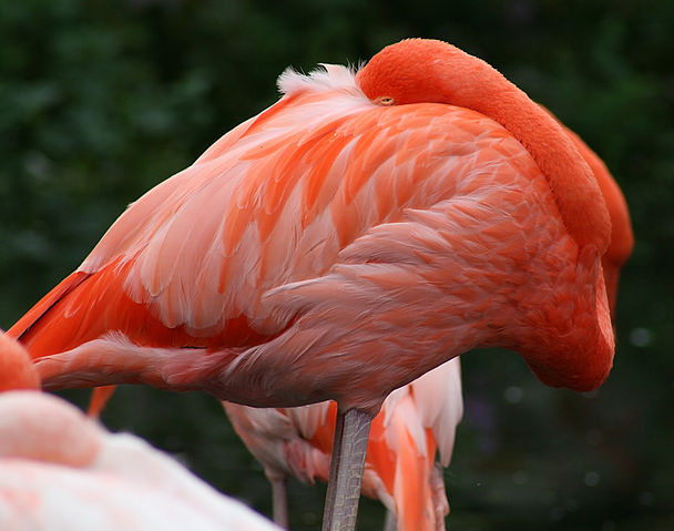 File:Caribbean Flamingo2 (Phoenicopterus ruber) (0424) - Relic38.jpg