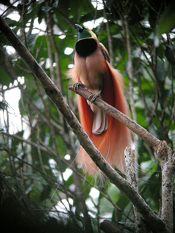File:Raggiana Bird-of-Paradise wild 5.jpg