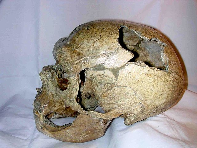 File:Neandertal skull from la chapelle aux saints.jpg