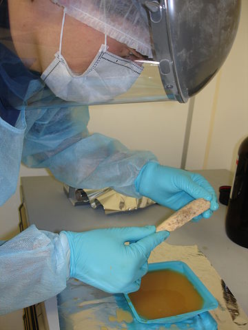 File:Neanderthal DNA extraction.jpg