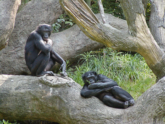 File:Bonobo-04.jpg