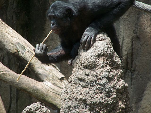 File:A Bonobo at the San Diego Zoo 