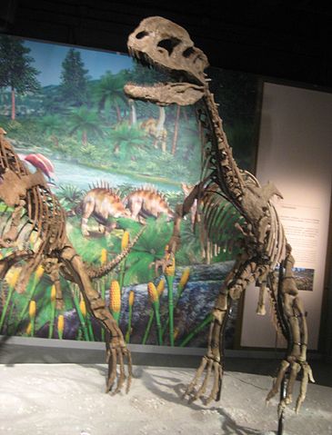 File:D. sinensis.jpg