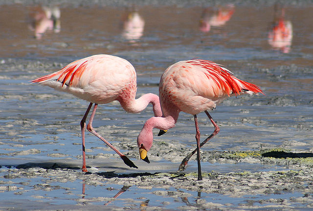 File:Flamingos Laguna Colorada.jpg