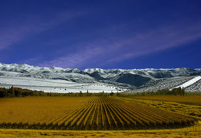 File:Vi&ntilde;edos de Mendoza.jpg