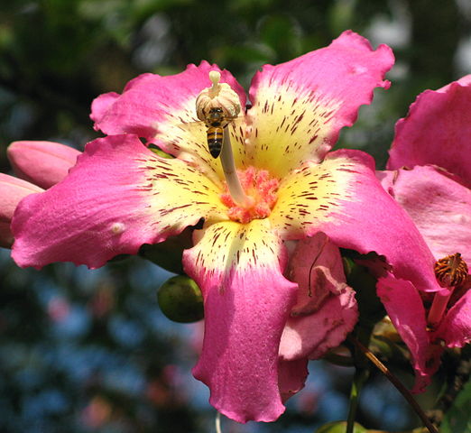 File:Flordepaineiraabelha.jpg