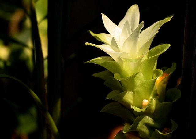 File:Turmeric Flower Maharashtra India.jpg