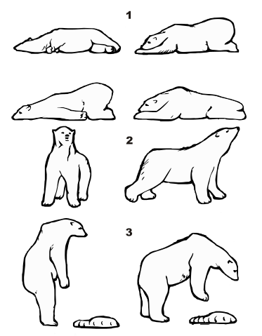 File:Ursus maritimus posture.svg