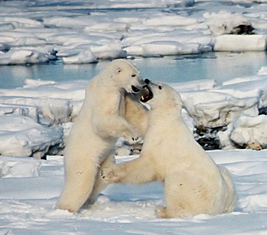 File:Polar Bears Play fight.JPG
