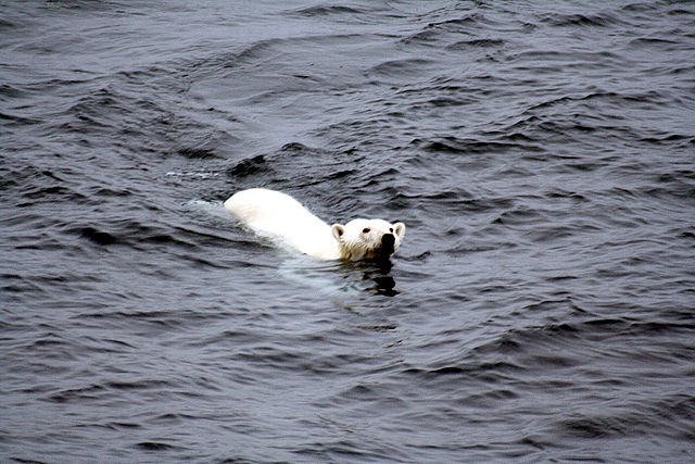 File:Polar bear arctic.JPG