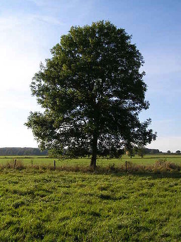 File:Ash Tree - geograph.org.uk - 590710.jpg