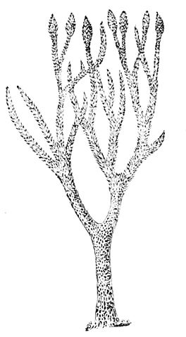 File:PSM V18 D630 Restoration of a lepidodendron.jpg