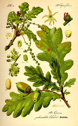 File:Illustration Quercus robur0.jpg
