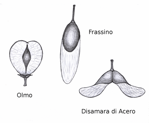 File:Samara olmo frassino acero.png